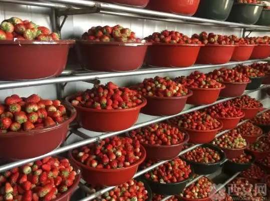 建一个草莓保鲜冷库需要多少钱